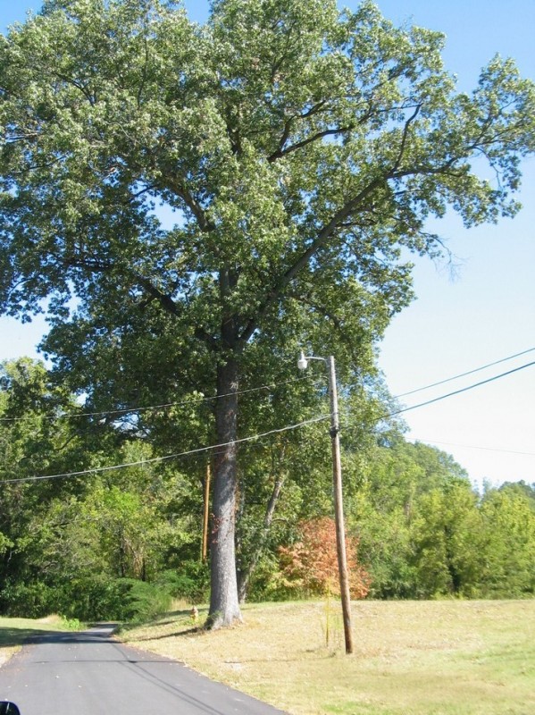 1499 Stately tree opposite Massey house